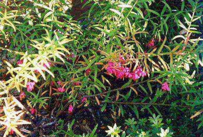 euonymus planting and care in the open field in the Rostov region