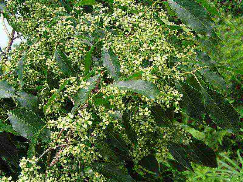 euonymus planting and care in the open field in the Rostov region