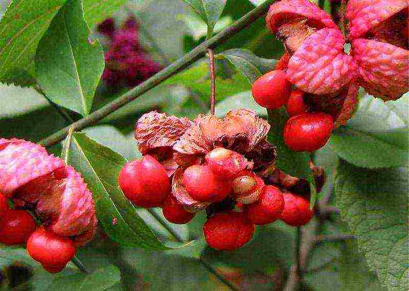 euonymus na pagtatanim at pangangalaga sa bukas na larangan sa rehiyon ng Rostov