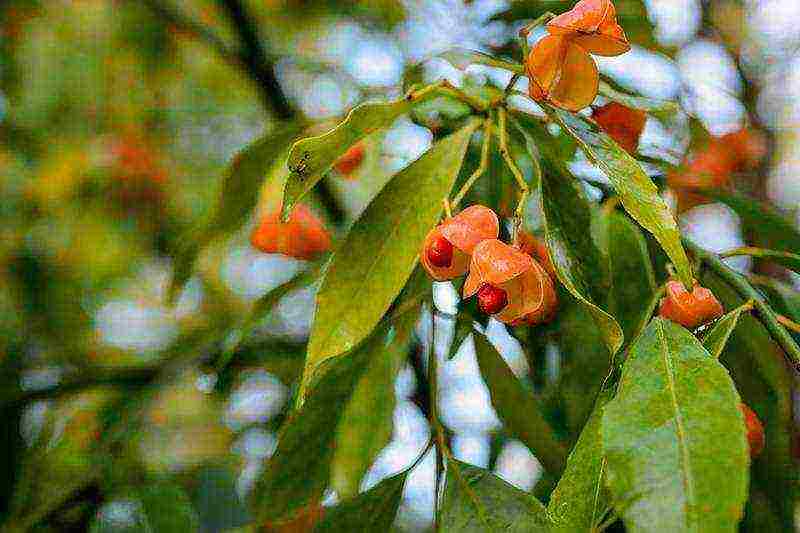 euonymus na pagtatanim at pangangalaga sa bukas na larangan sa rehiyon ng Rostov