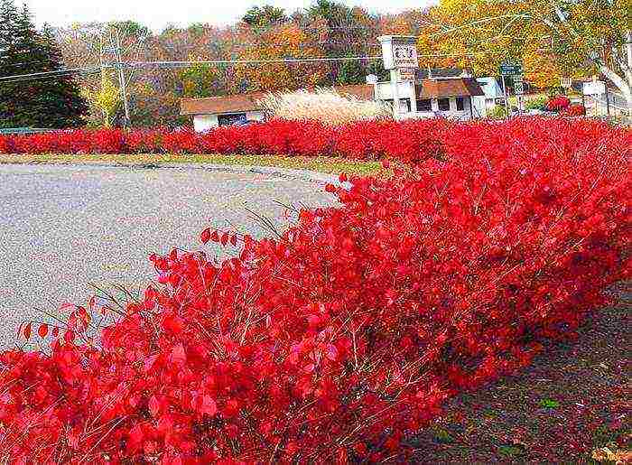 euonymus na pagtatanim at pangangalaga sa bukas na larangan sa rehiyon ng Rostov