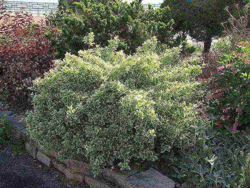 euonymus planting and care in the open field in the Rostov region