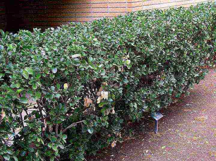 euonymus planting and care in the open field in the Rostov region