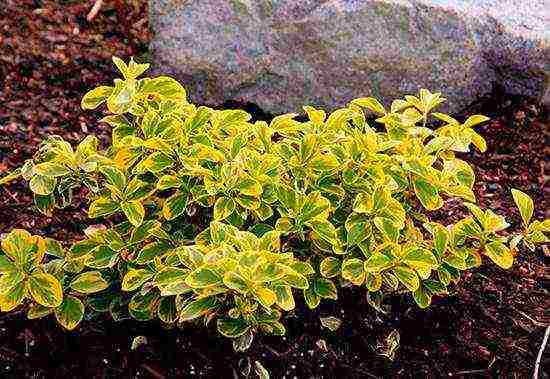 euonymus planting and care in the open field in the Rostov region