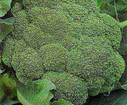 pinakamahusay na broccoli