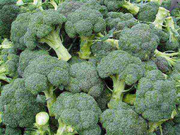 broccoli is the best variety