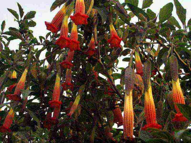 brugmansia planting and care in the open field from seeds