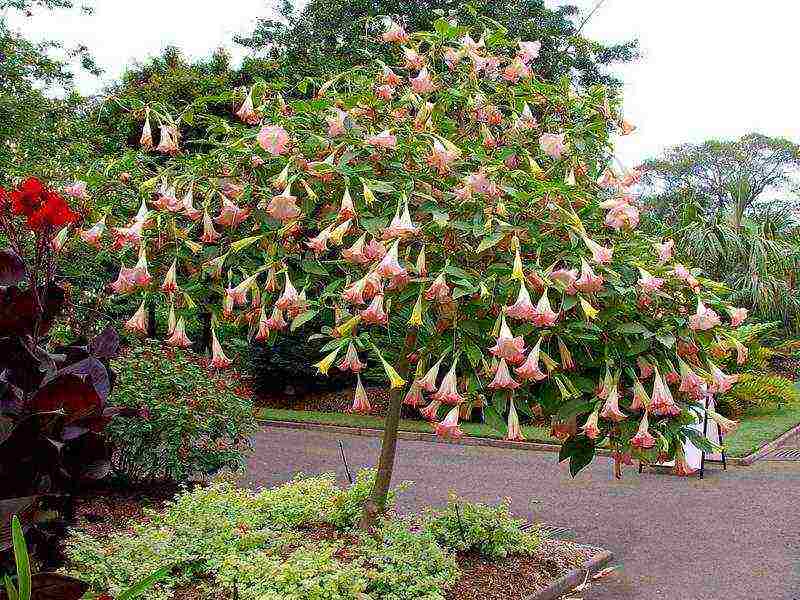 pagtatanim at pangangalaga ng brugmansia sa bukas na bukirin mula sa mga binhi