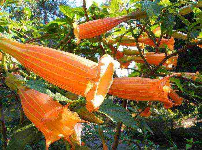 brugmansia planting and care in the open field from seeds