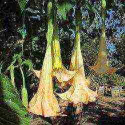 brugmansia planting and care in the open field from seeds