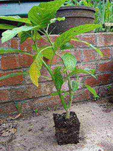 brugmansia planting and care in the open field from seeds