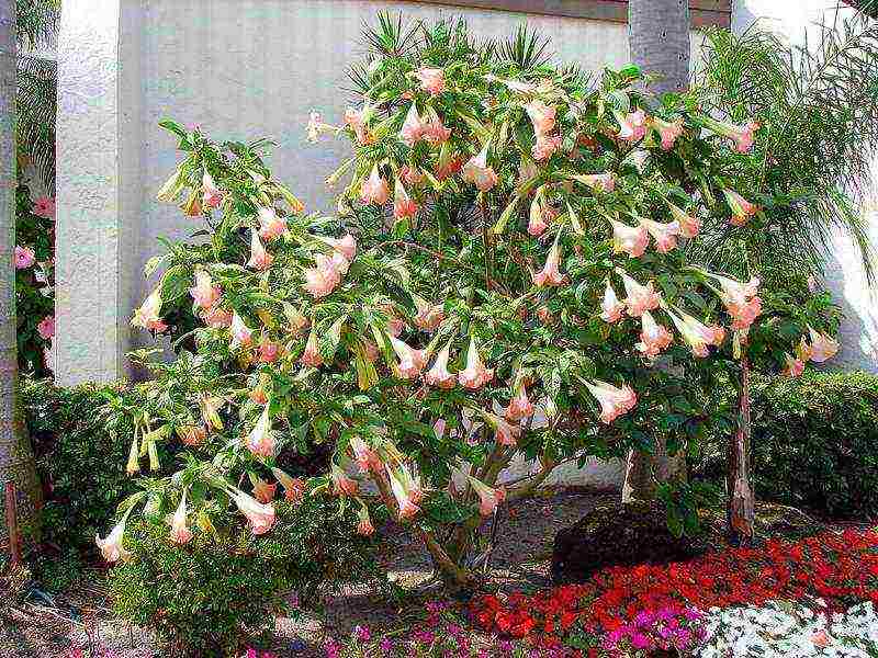 brugmansia planting and care in the open field from seeds