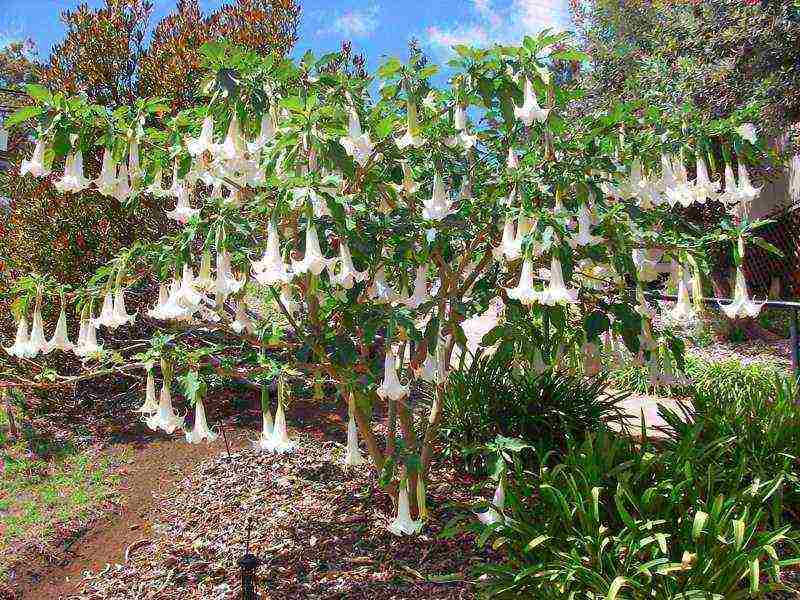 brugmansia planting and care in the open field from seeds