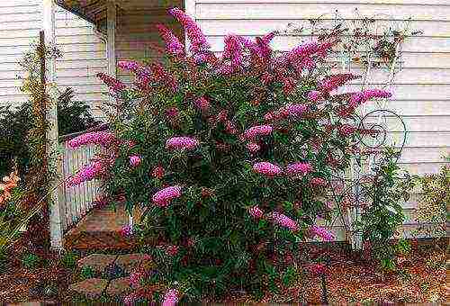 buddleya royal ed open field landing and care