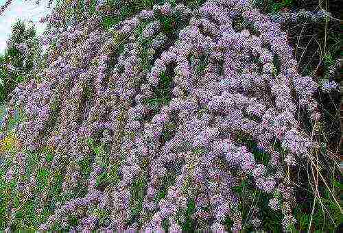 buddleya royal ed open field landing and care