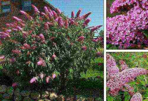 buddleya royal red open field landing and care