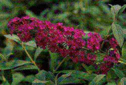 buddleya royal red open field landing and care