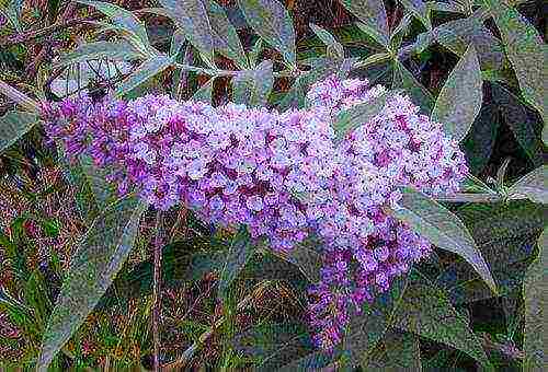 buddleya royal red open field landing and care