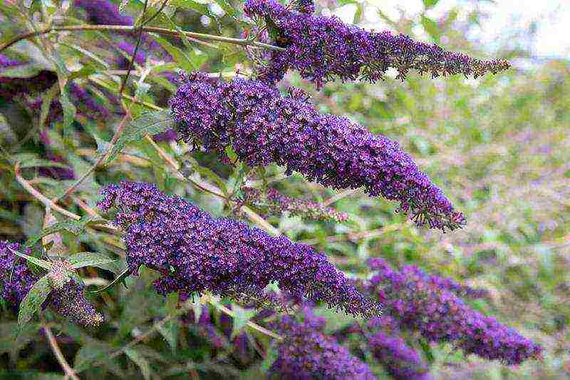 buddleya royal red open field landing and care