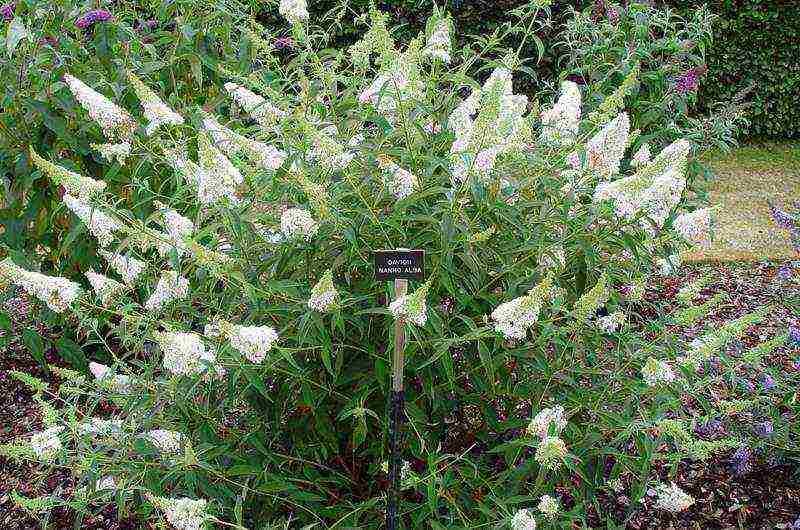 buddleya royal ed open field landing and care