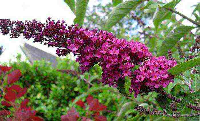 buddleya royal ed المجال المفتوح للهبوط والرعاية