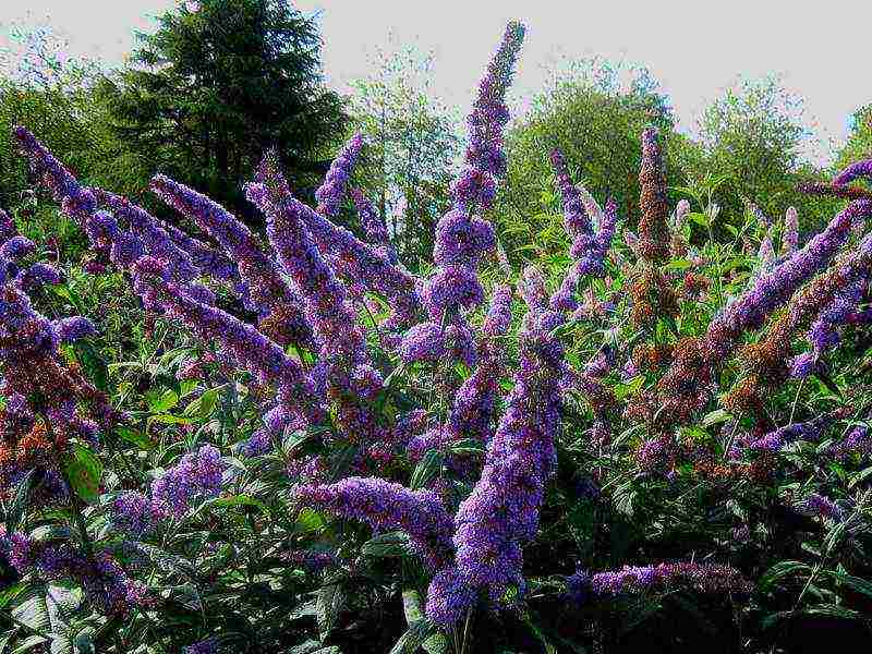 buddleya royal red open field landing and care