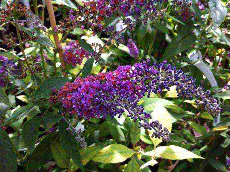 buddleya royal red open field landing and care