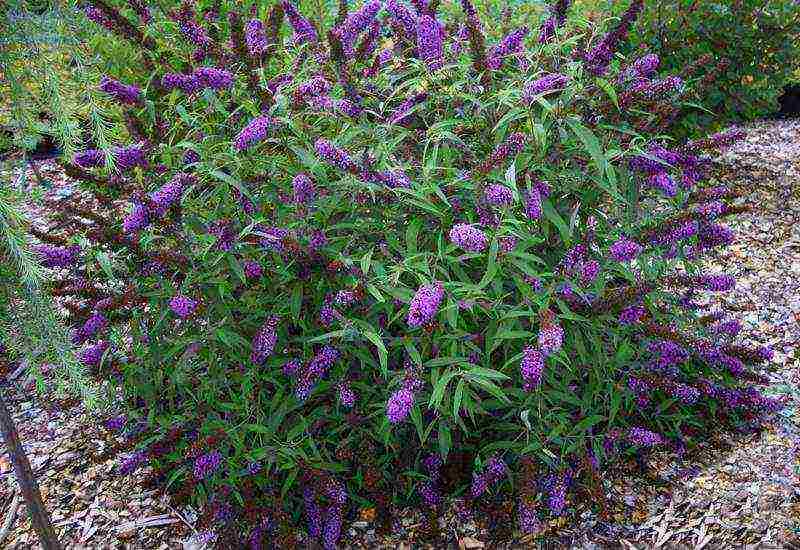 buddleya royal ed open field landing and care