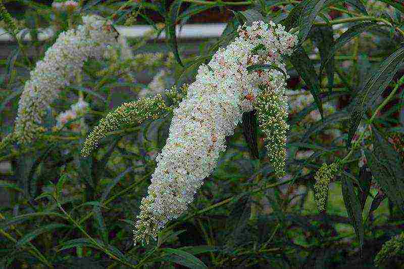 buddleya royal red ลงจอดและดูแล