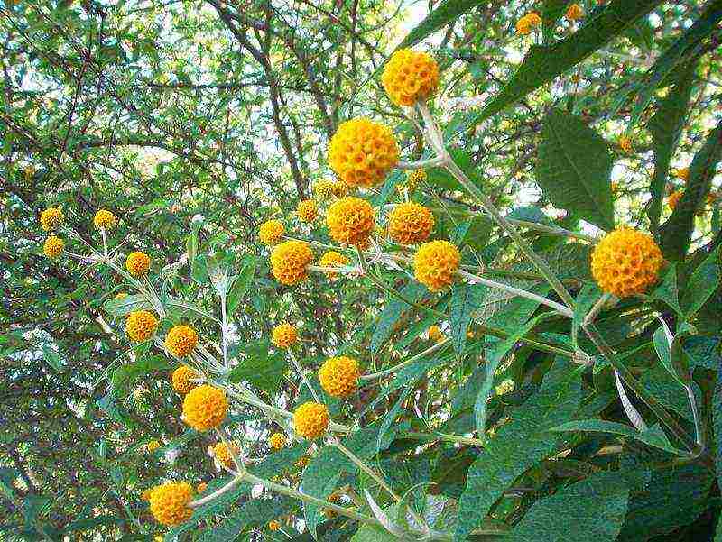 buddleya royal ed open field landing and care