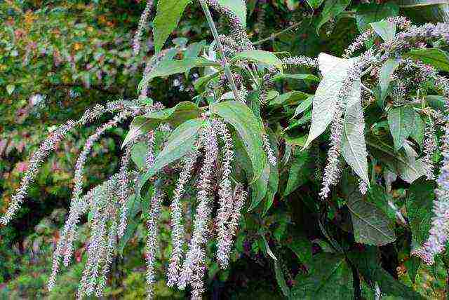 buddleya royal red ลงจอดและดูแล