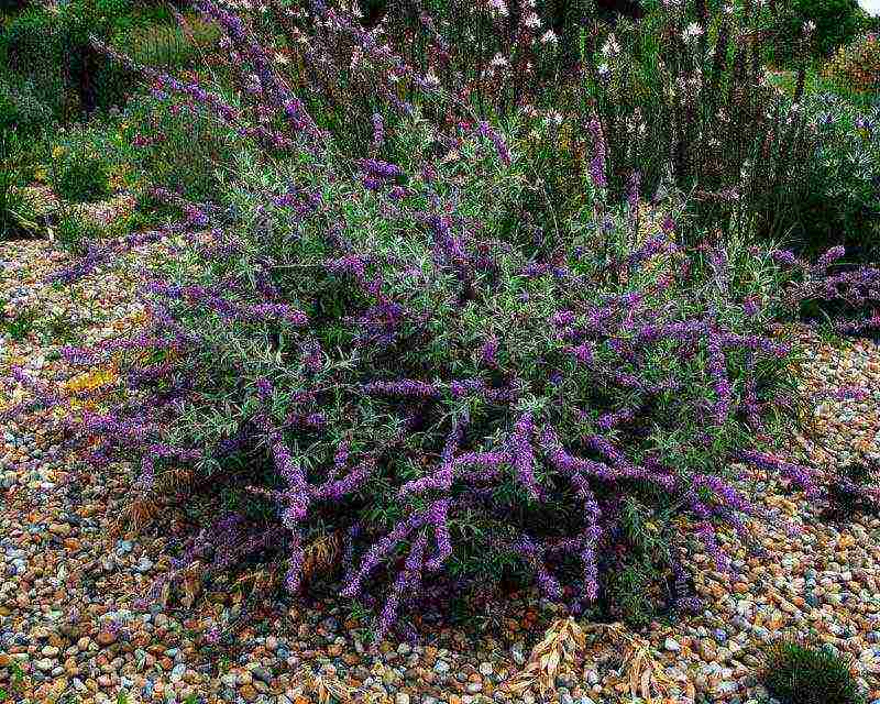 buddleya royal ed open field landing and care