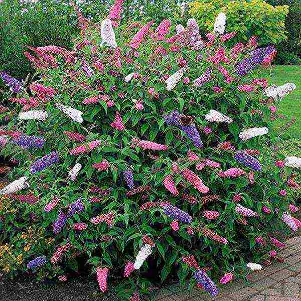 buddleya royal ed المجال المفتوح للهبوط والرعاية