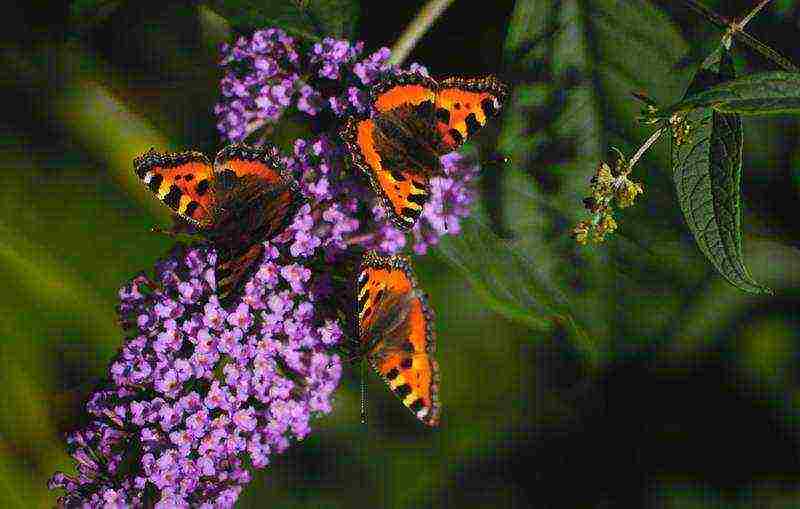 seed budlea planting and care in the open field