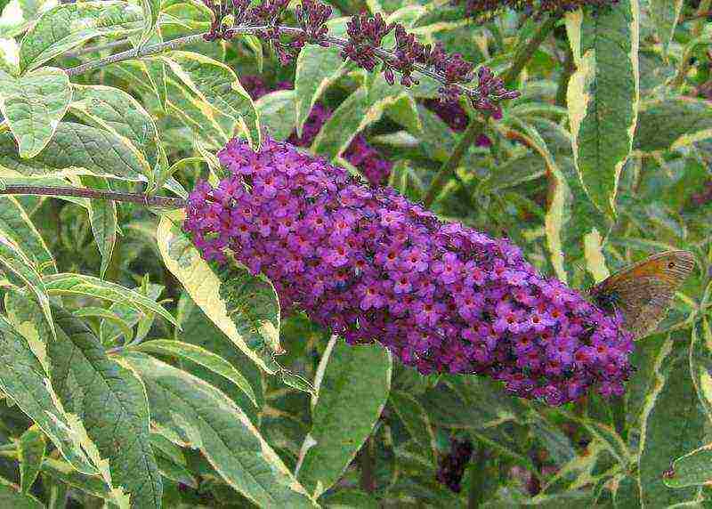 seed budle planting and care in the open field