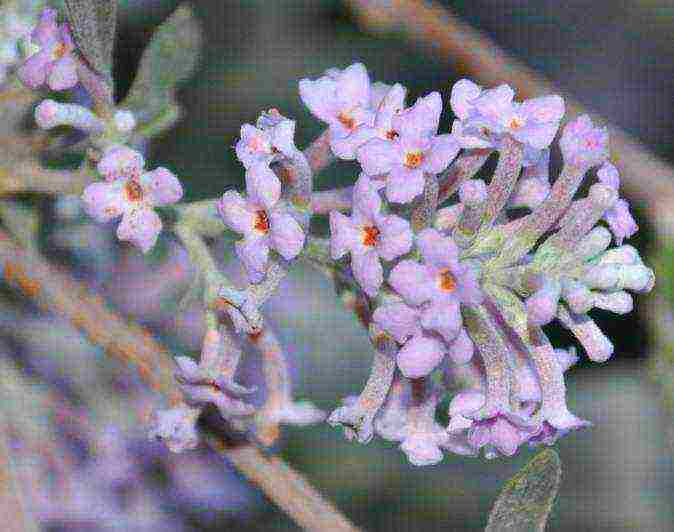 seed budlea planting and care in the open field