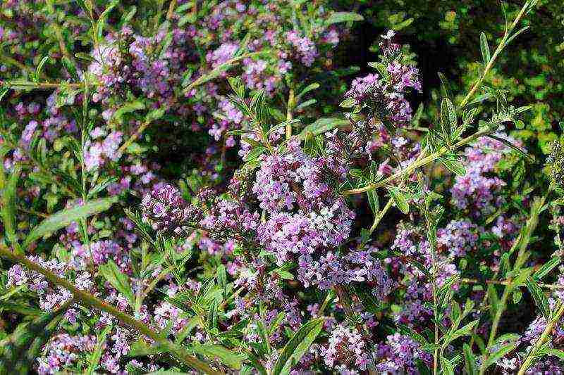 seed budlea planting and care in the open field