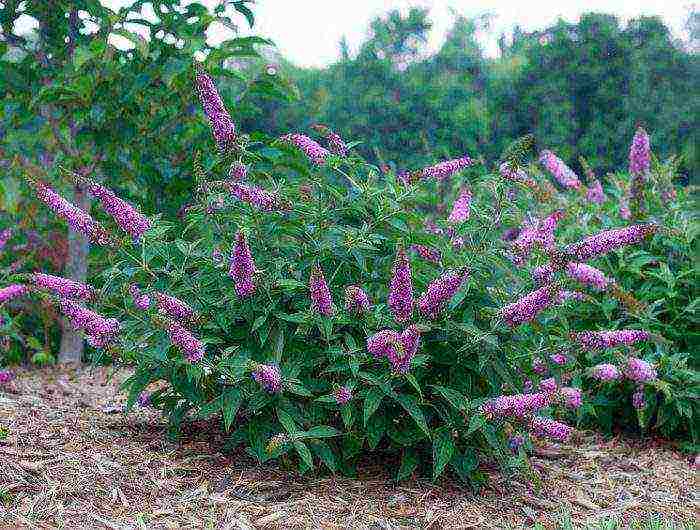 seed budlea planting and care in the open field