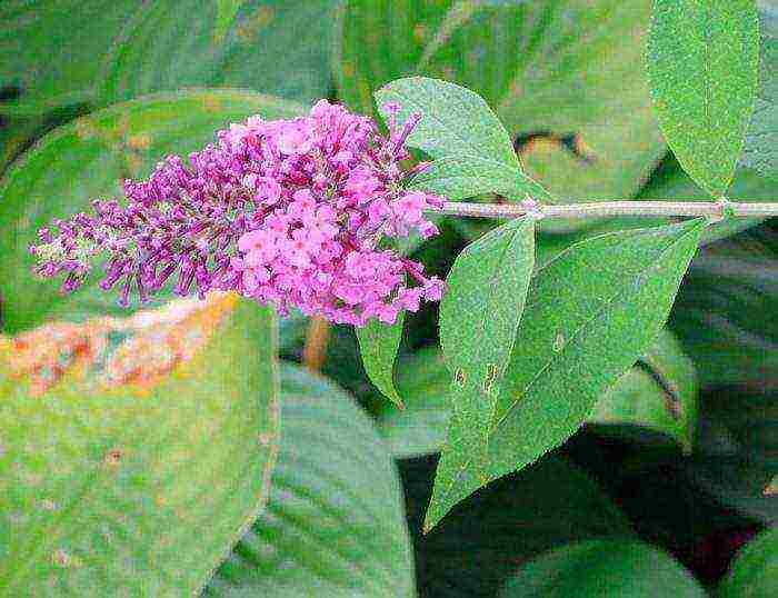 seed budlya planting and care in the open field