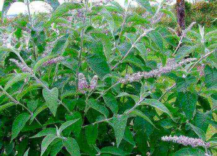 seed budlea planting and care in the open field