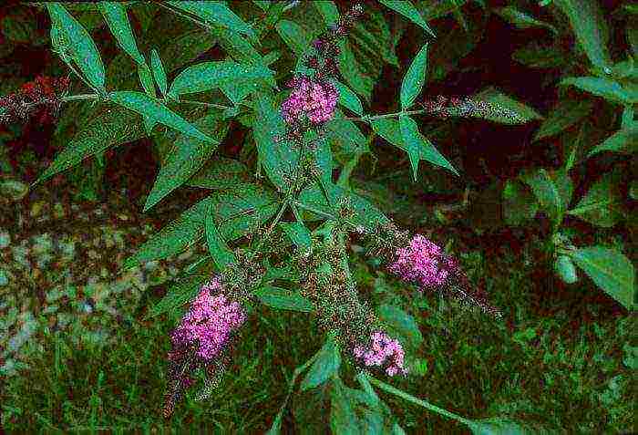 seed budlya planting and care in the open field