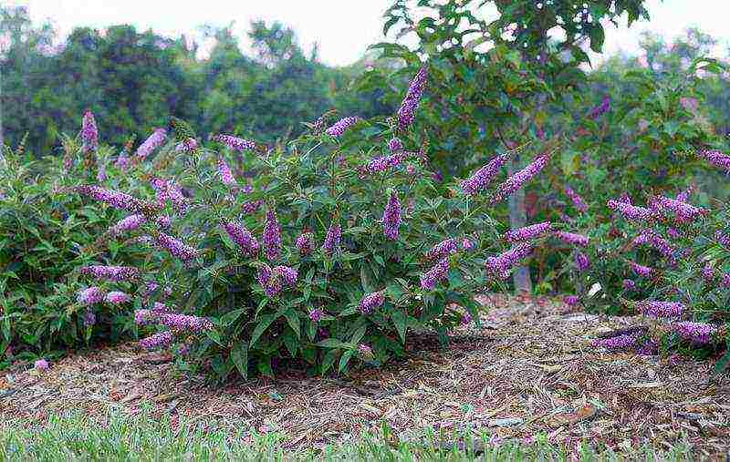 seed budlea planting and care in the open field