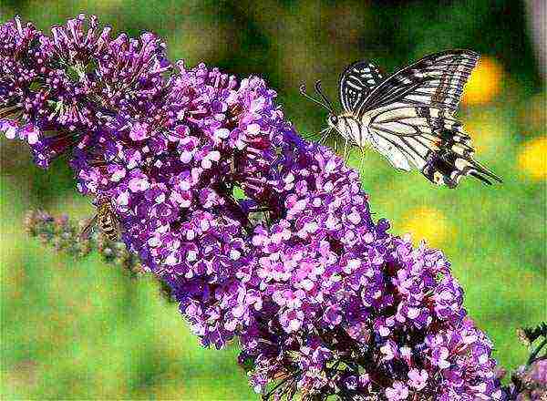 seed budlea planting and care in the open field