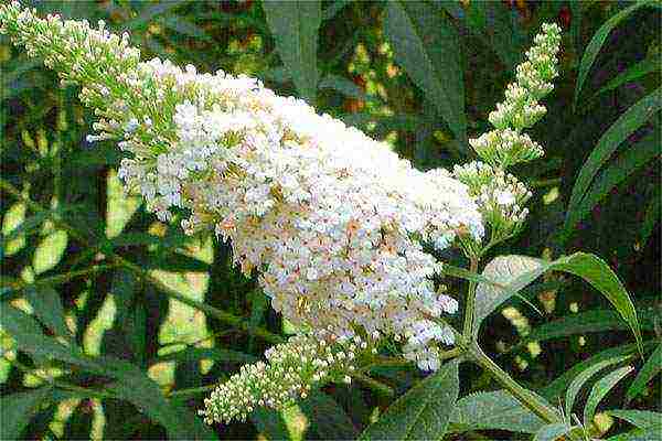 seed budlea planting and care in the open field