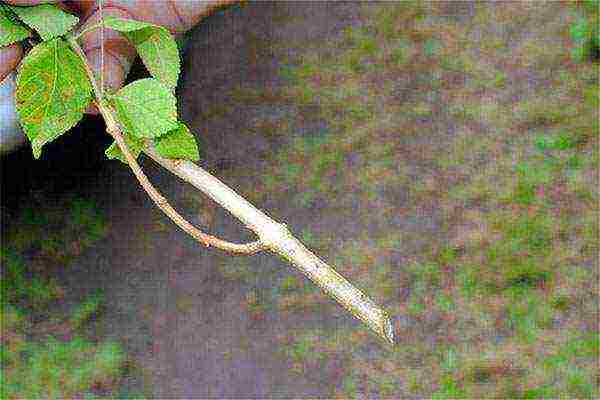 seed budlea planting and care in the open field