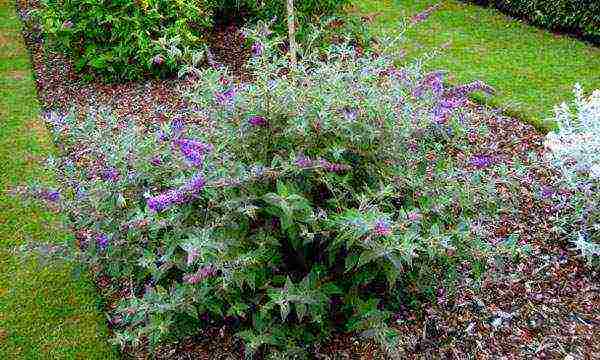 seed budlea planting and care in the open field