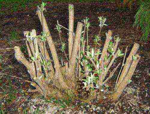 seed budlea planting and care in the open field