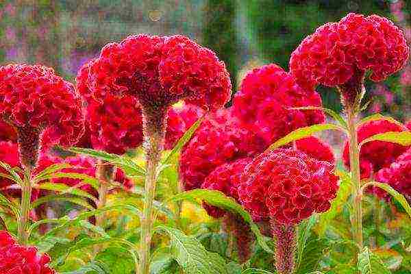 celosia pansamantalang pagtatanim at pangangalaga sa bukas na bukid