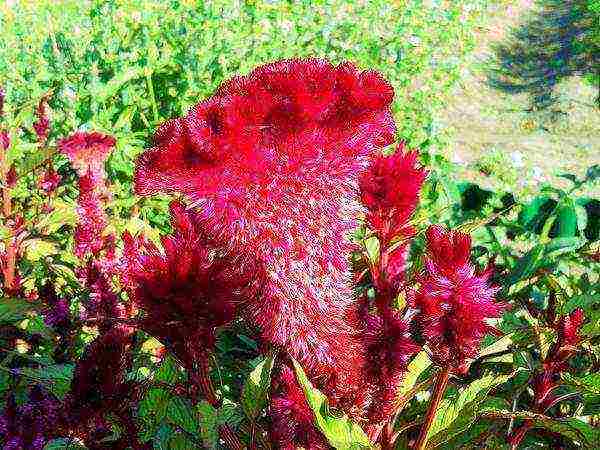 celosia paniculate planting and care in the open field