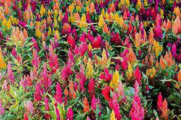 celosia paniculate planting and care in the open field